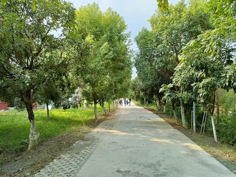 紅嶺村村道寬闊整潔，綠樹成蔭.jpg