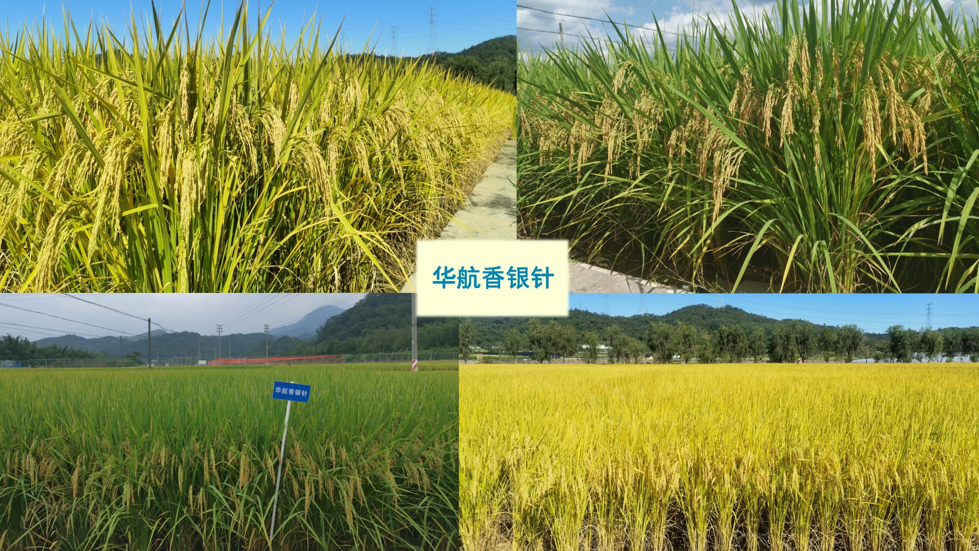 優(yōu)質豐產抗病香型絲苗米品種-華航香銀針-華航31號等品種簡介-3.jpg