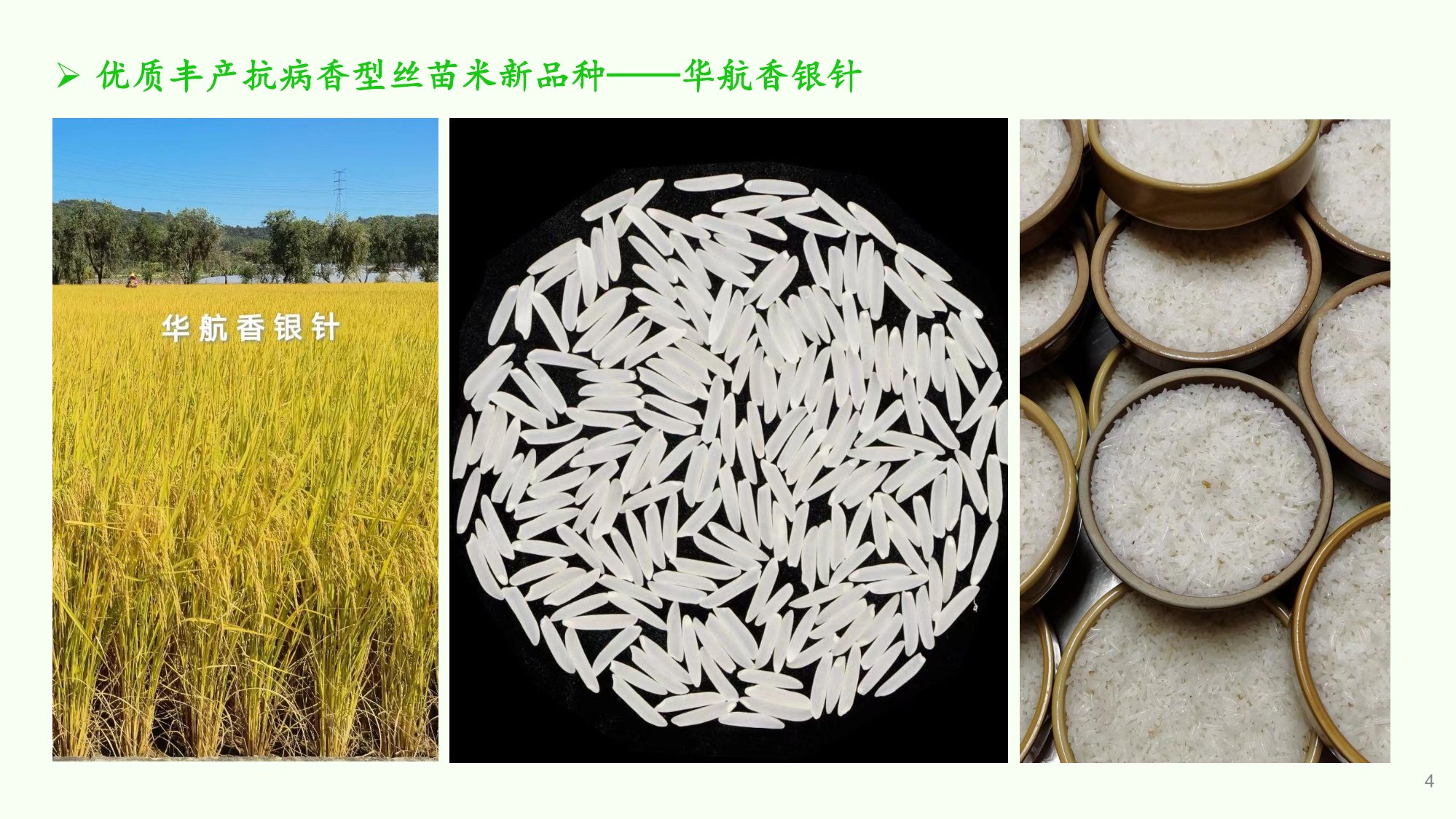 優(yōu)質豐產抗病香型絲苗米品種-華航香銀針-華航31號等品種簡介-4.jpg