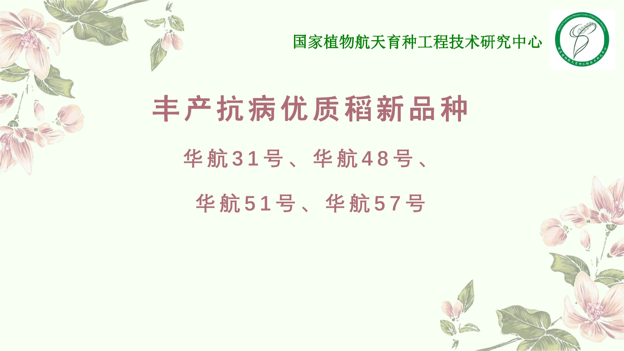 優(yōu)質豐產抗病香型絲苗米品種-華航香銀針-華航31號等品種簡介-5.jpg