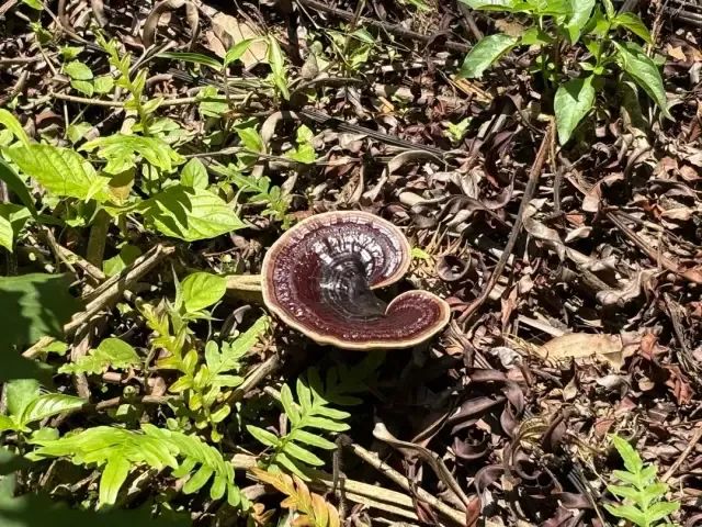 南豐鎮(zhèn)萬畝靈芝谷里仿野生種植的靈芝。肇慶市融媒體中心記者 夏紫怡 攝