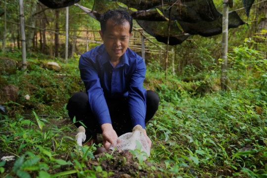農(nóng)戶(hù)在林下仿野生種植竹蓀、松茸等珍貴食用菌